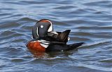 Harlequin Duckborder=